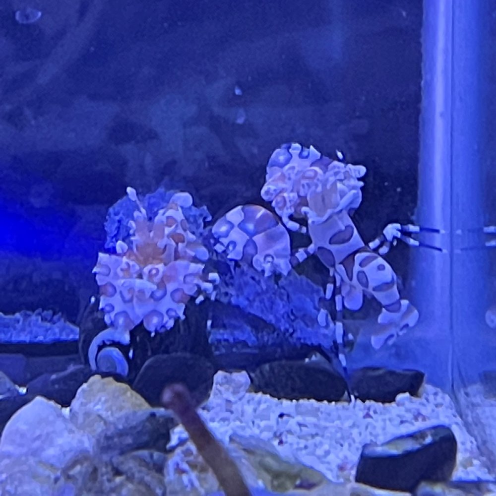 harl shrimp.jpg