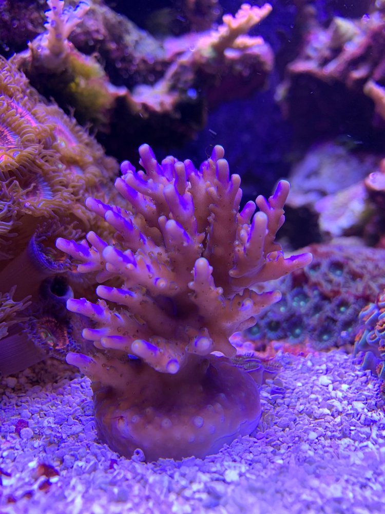 IC Poseidon.jpg