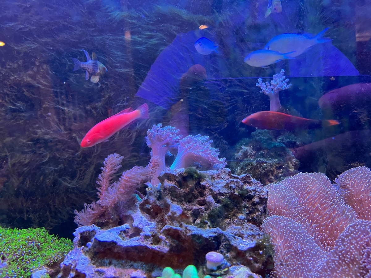 IMG_0055.jpeg