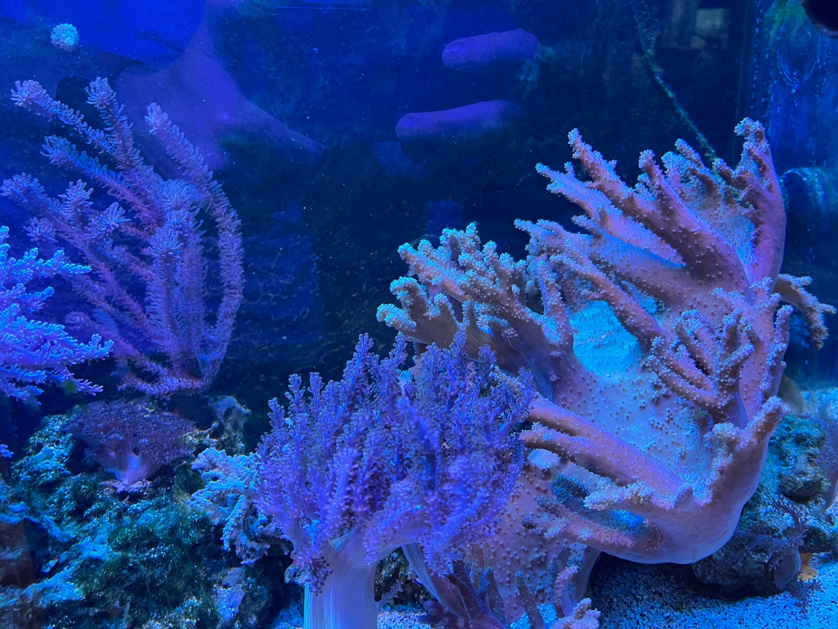 IMG_0061.jpeg