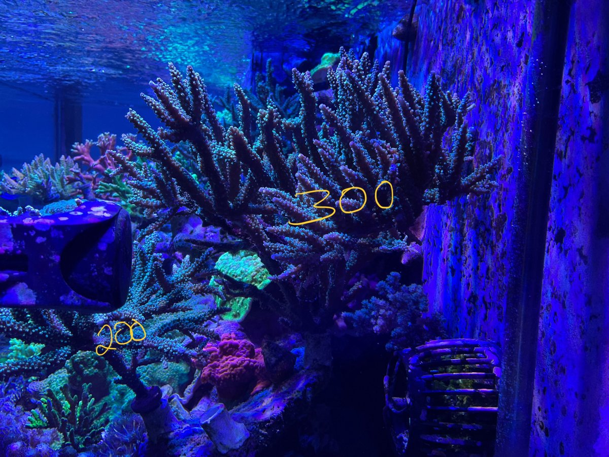 IMG_1006.jpeg