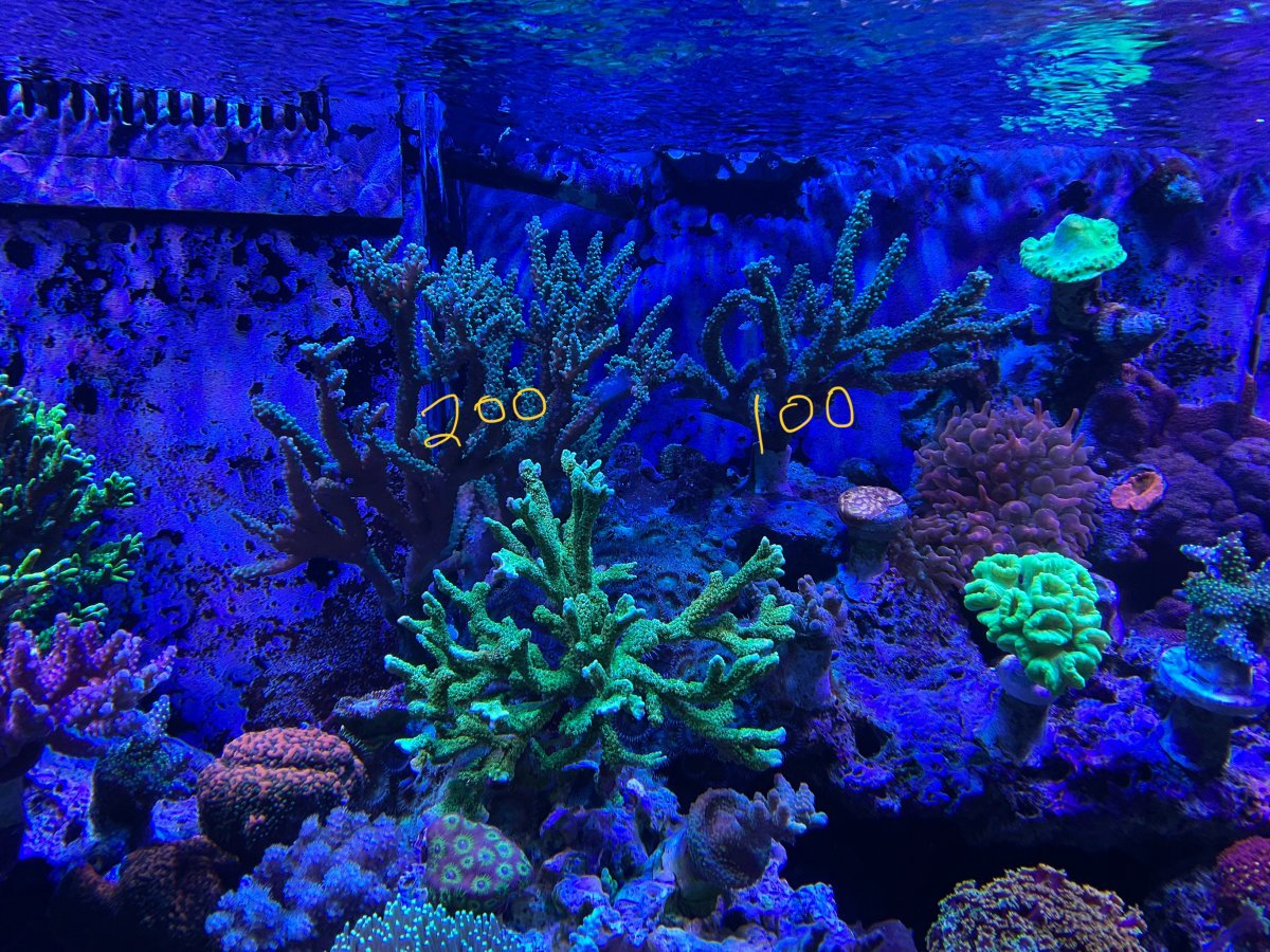 IMG_1008.jpeg