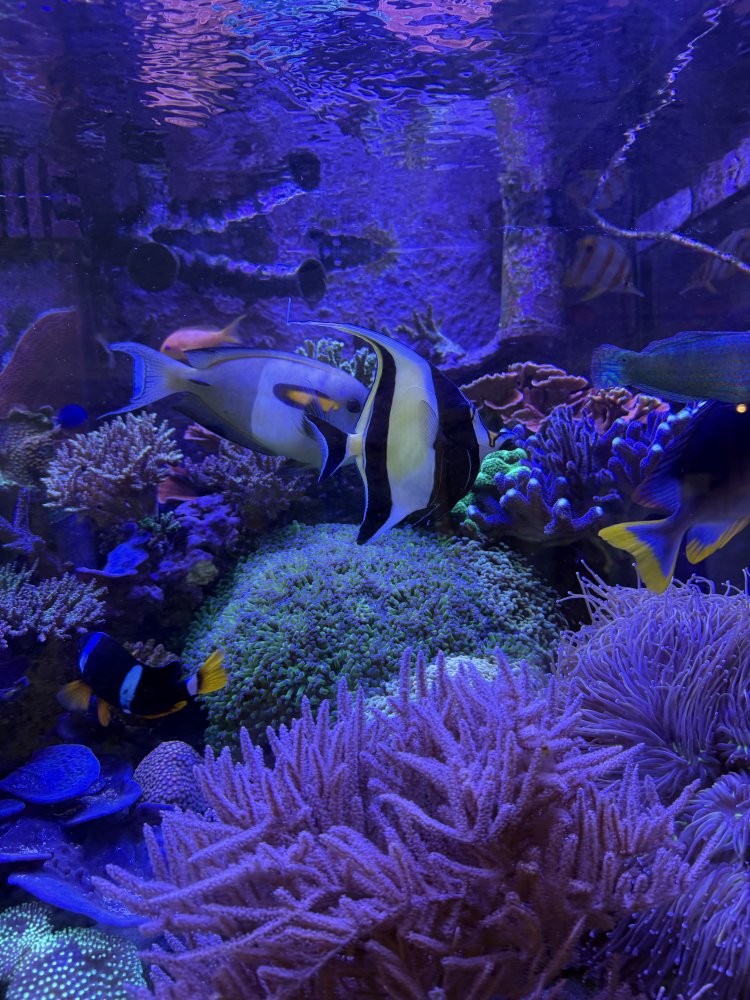 IMG_2034.jpeg