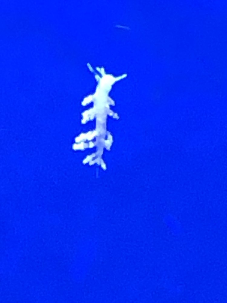 IMG_2868.jpeg