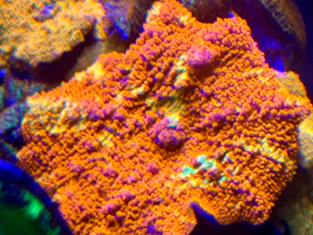 IMG_3128.jpeg