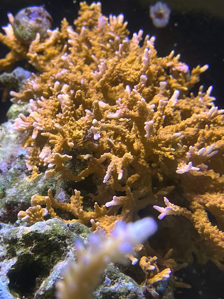 IMG_3184.jpeg