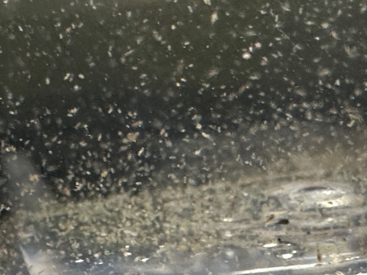 IMG_3290.jpeg