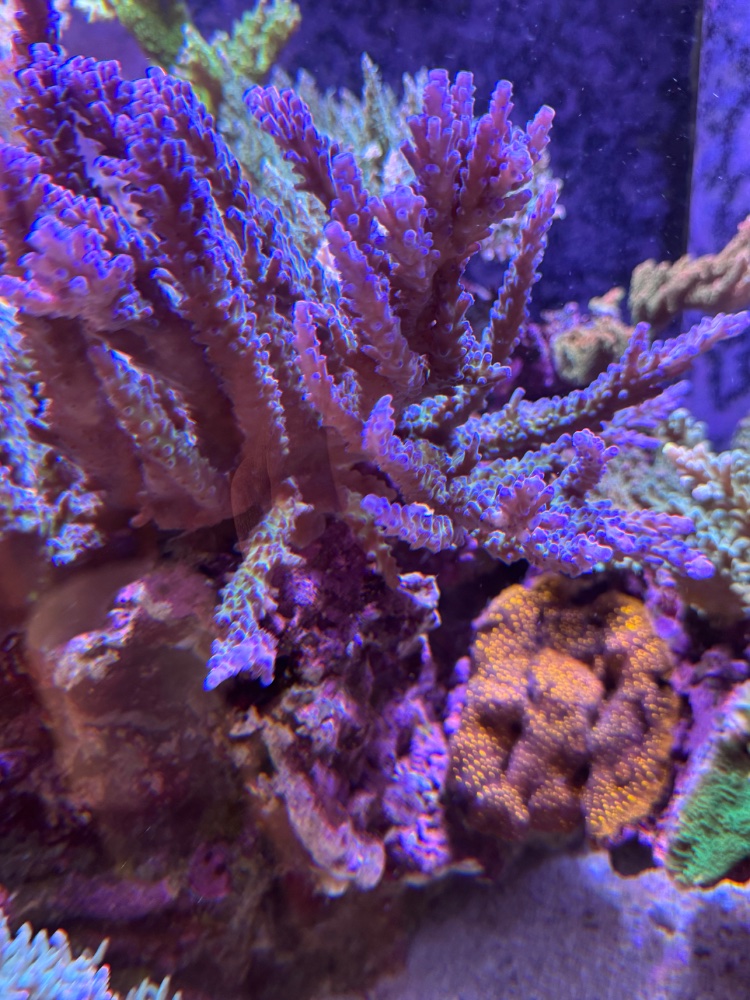 IMG_3558.jpeg