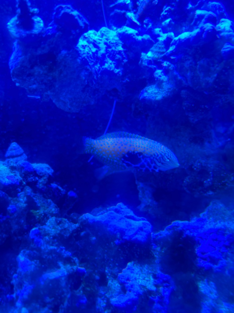 IMG_4199.jpeg