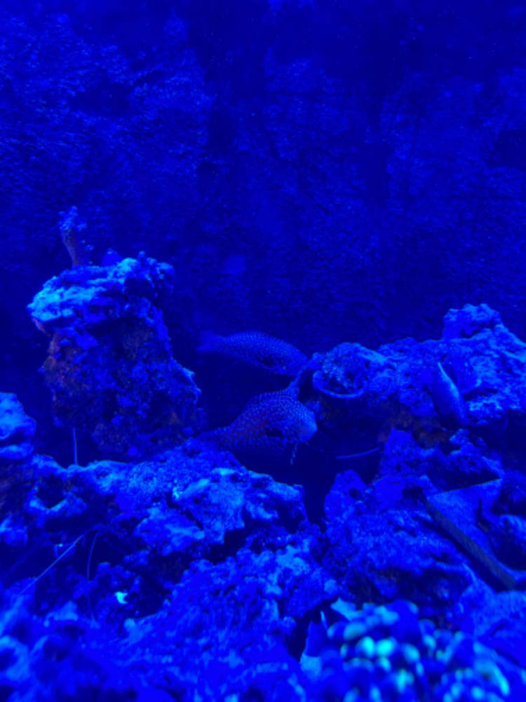 IMG_4220.jpeg