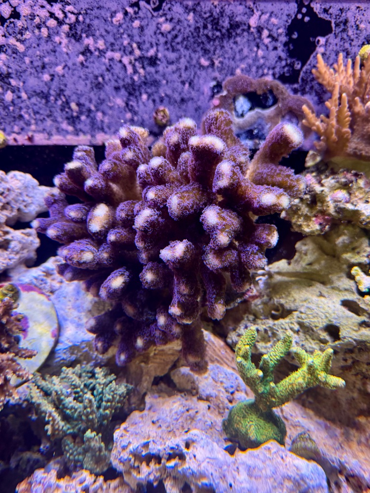 IMG_5211.jpeg