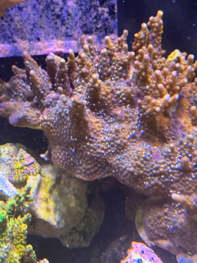 IMG_5217.jpeg