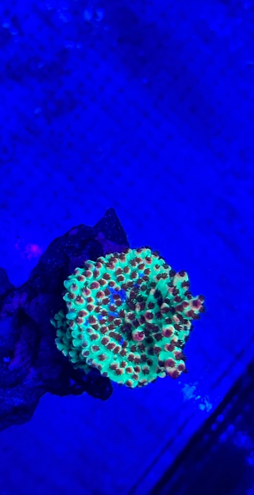 IMG_5995.jpeg