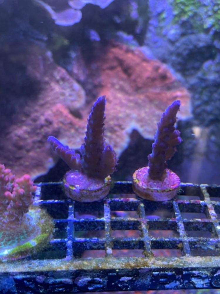 IMG_6193.jpeg