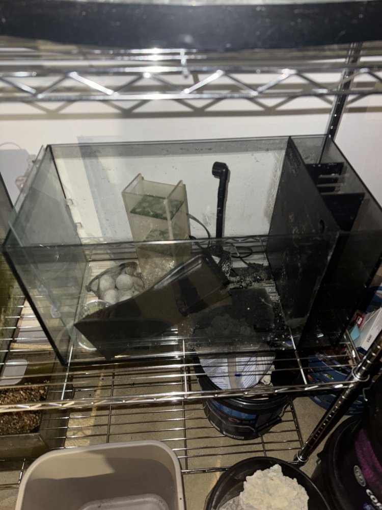 IMG_6319.jpeg
