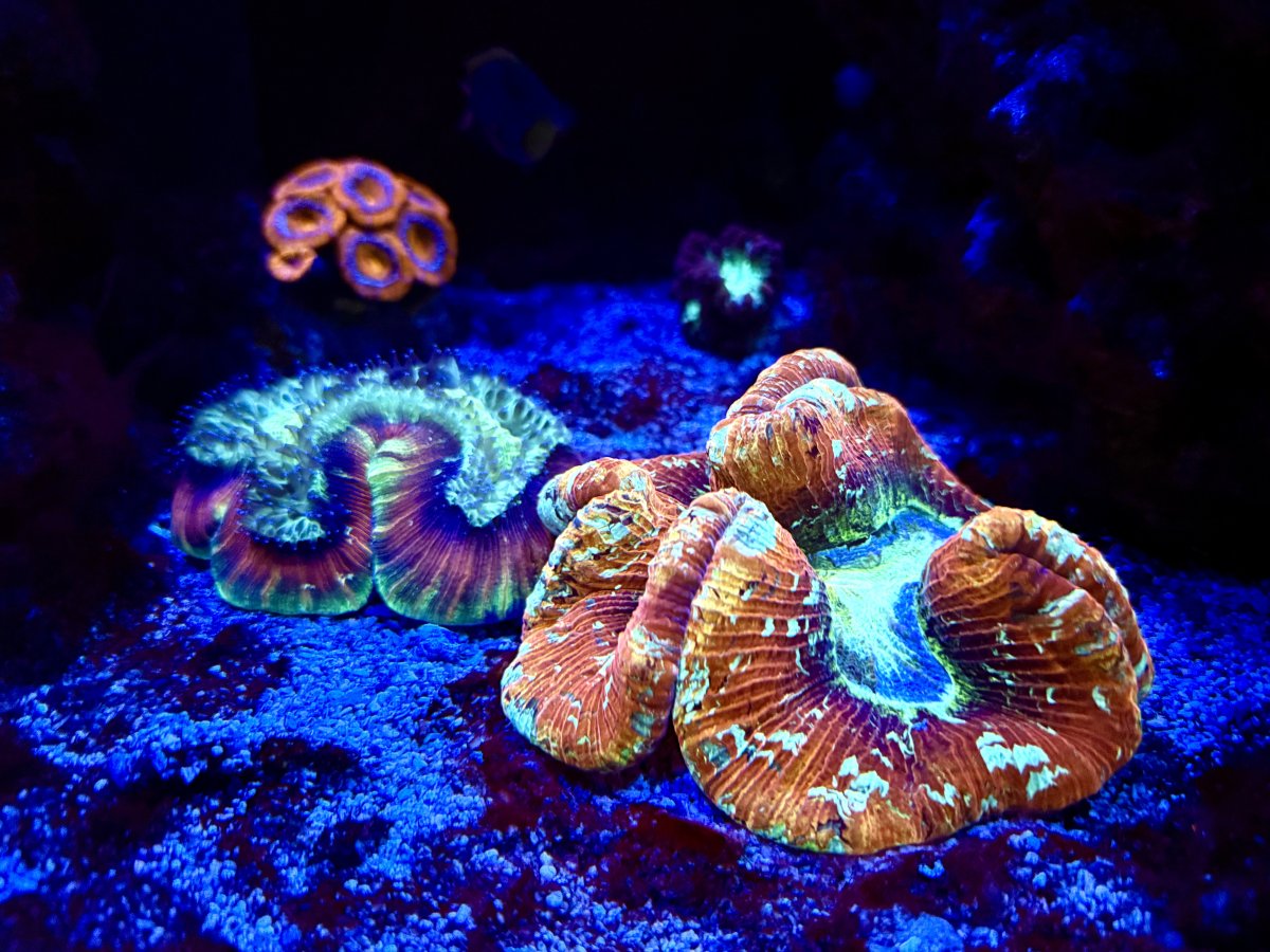 IMG_6455.jpeg