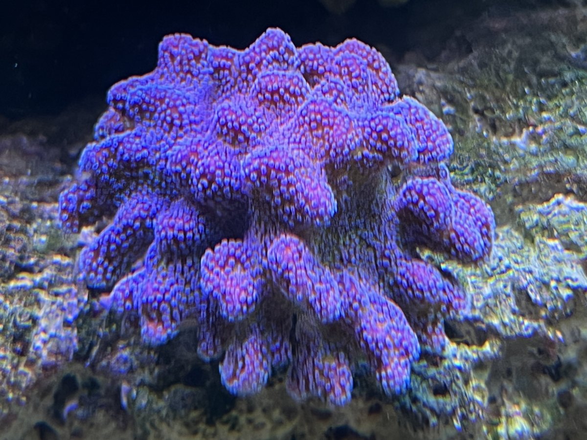 IMG_9499.jpeg