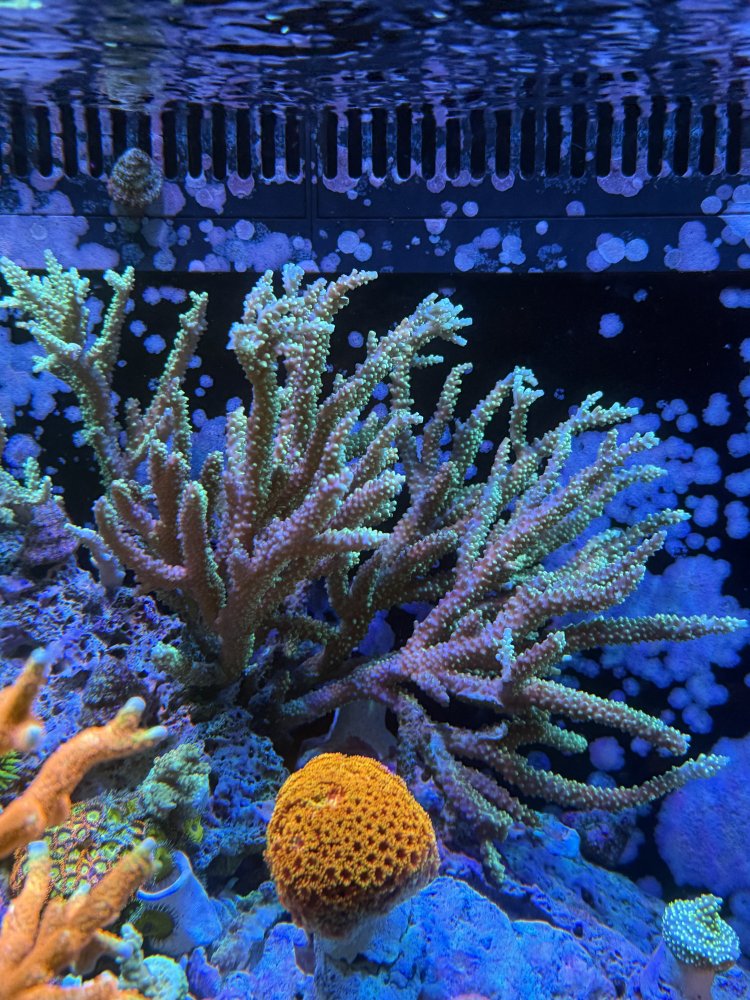 IMG_9760.jpeg