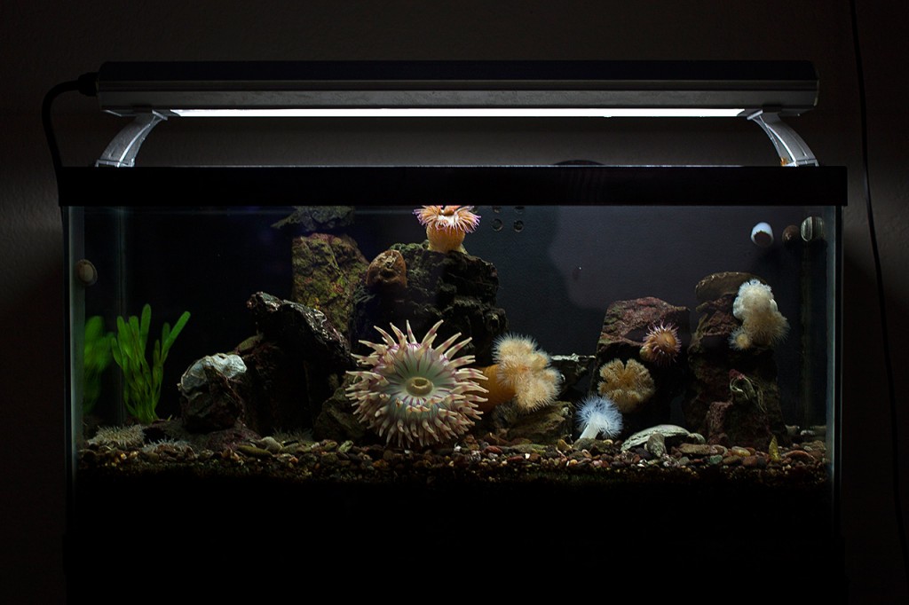 Jakob-Dixon-Reef-1024x682.jpg