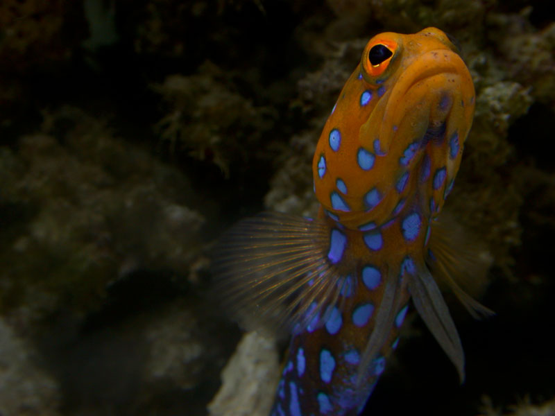 Jawfish (1).jpg