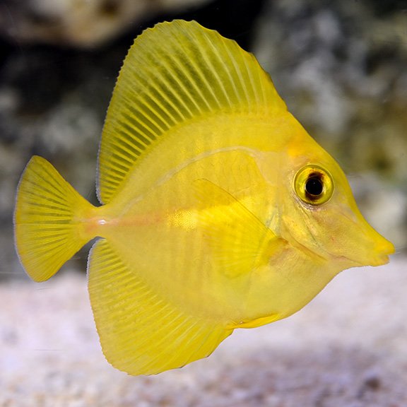 lg_Yellow_Tang.jpg