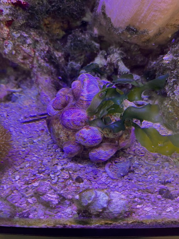 Limpets.jpg