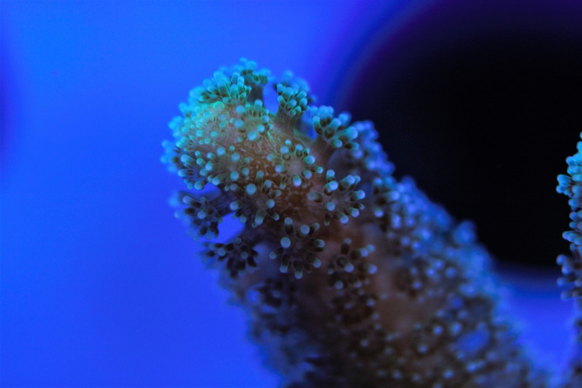 macro12.jpg