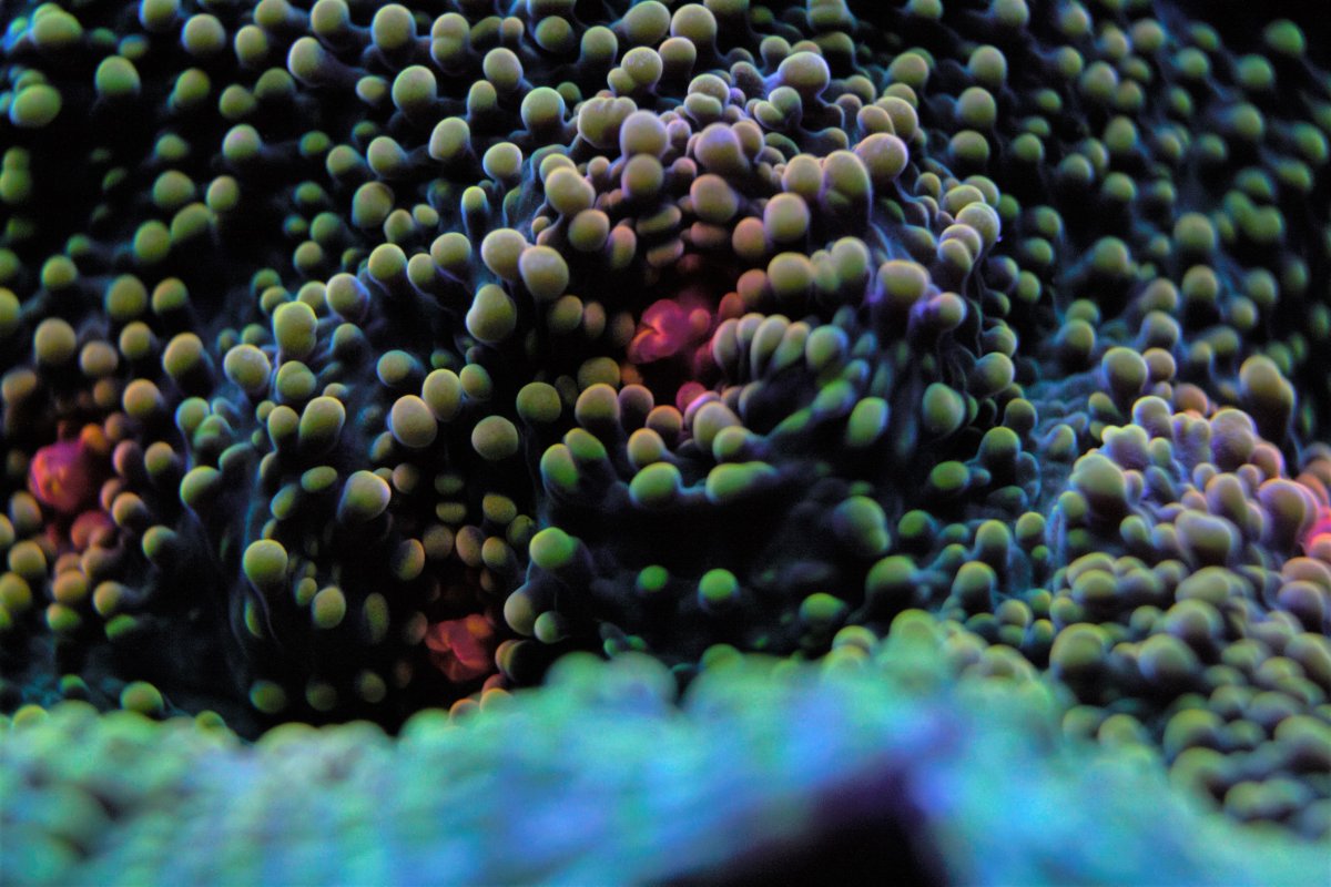 macro2.jpg