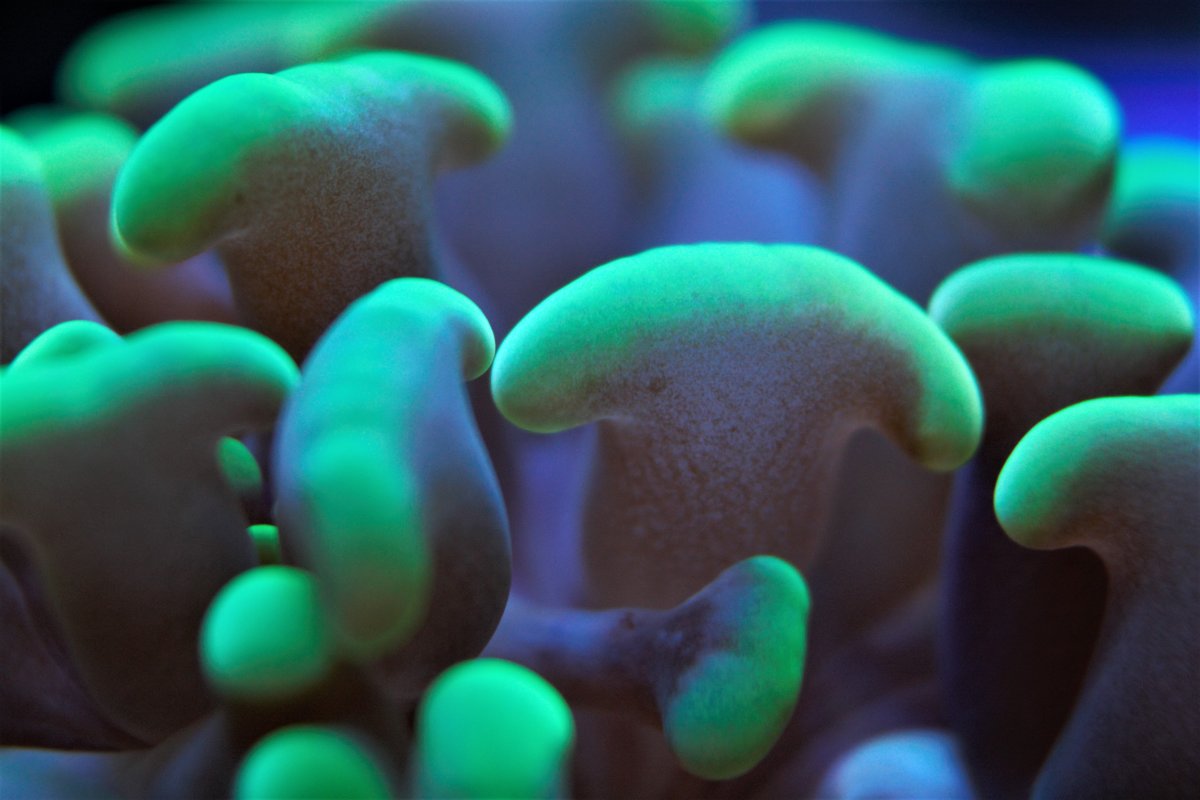 macro7.jpg