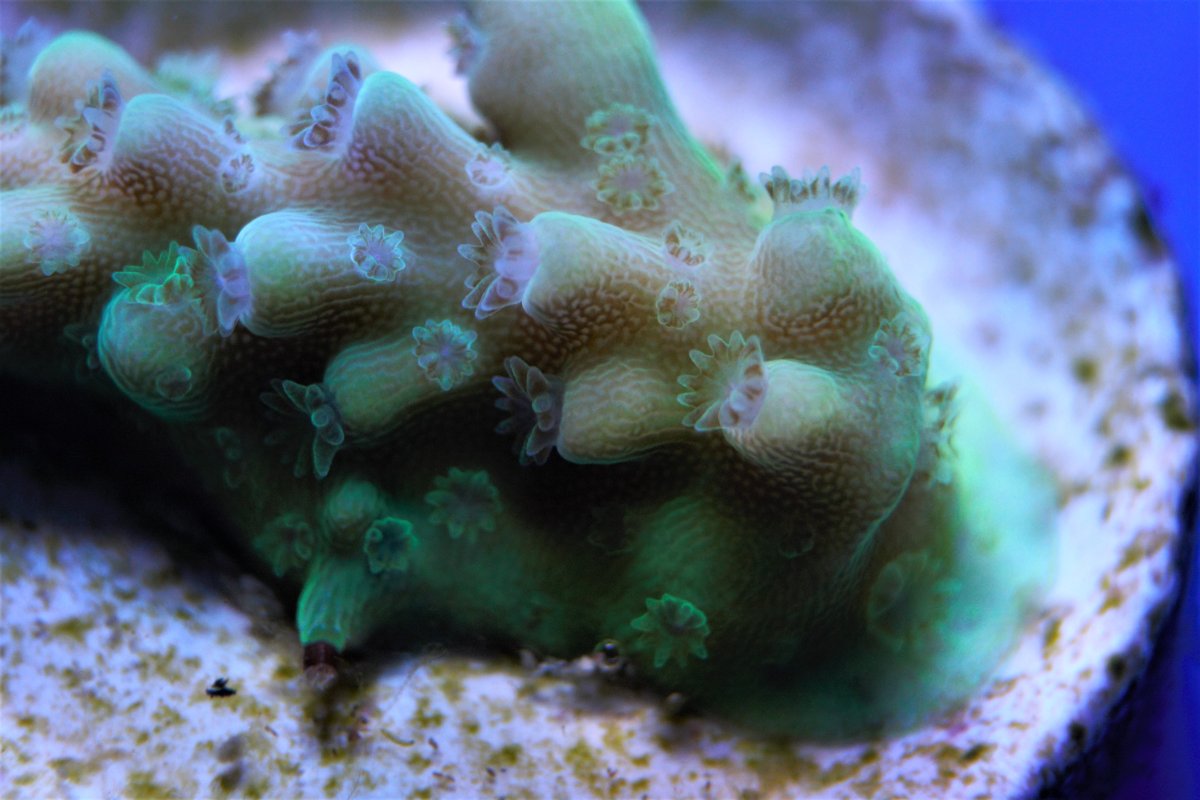 macro8.jpg