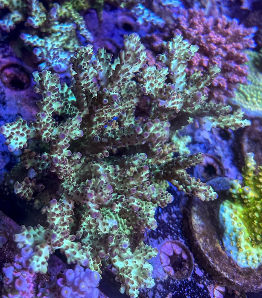 mini colonies-2465.jpg