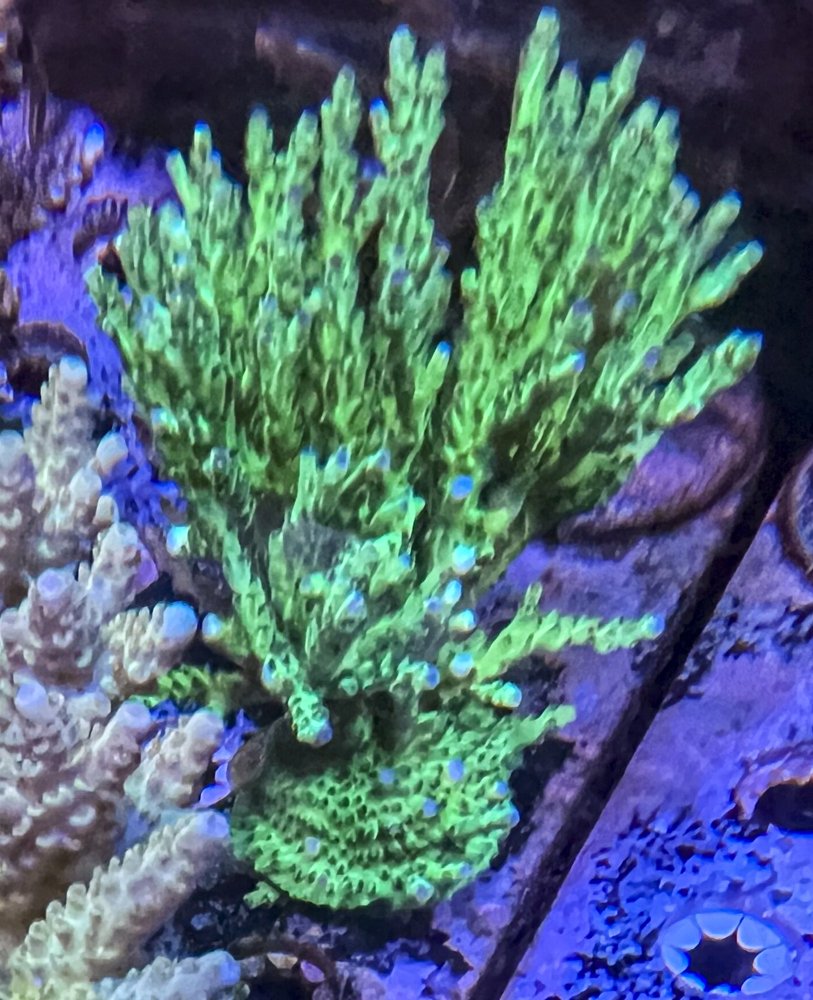 mini colonies-2472.jpg