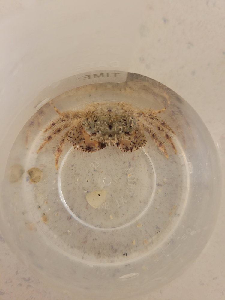 nastycrab.jpg