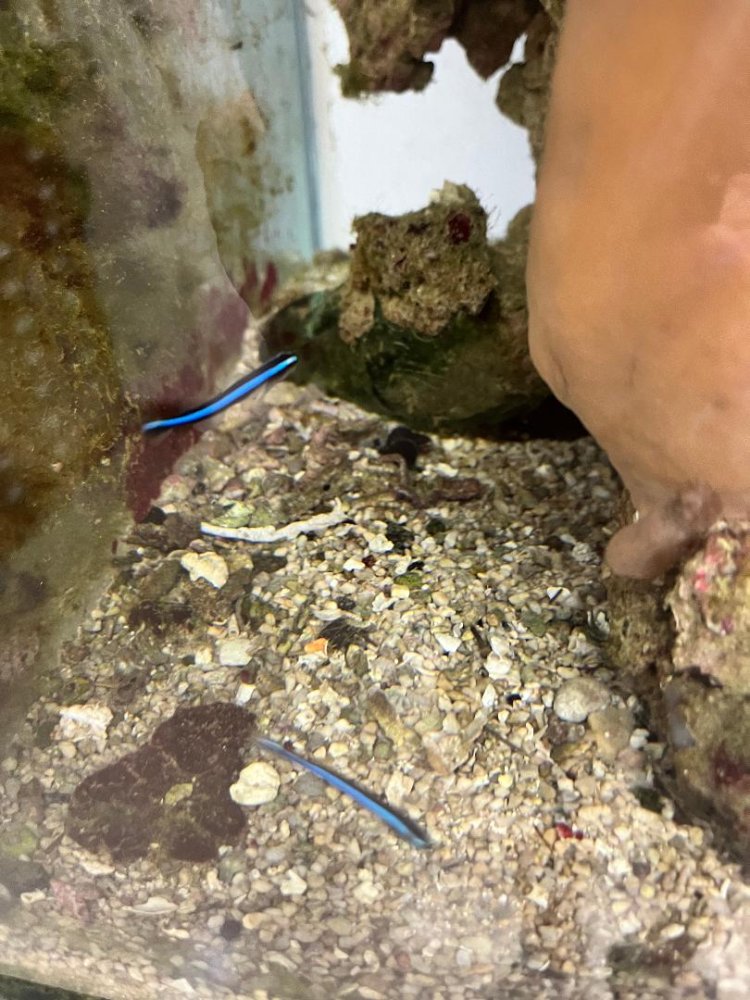 Neon Gobies.jpg