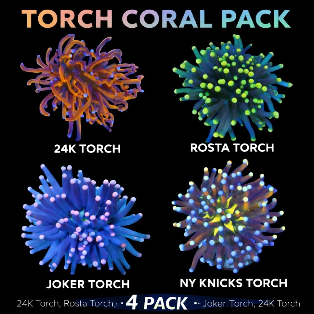 pack.jpg