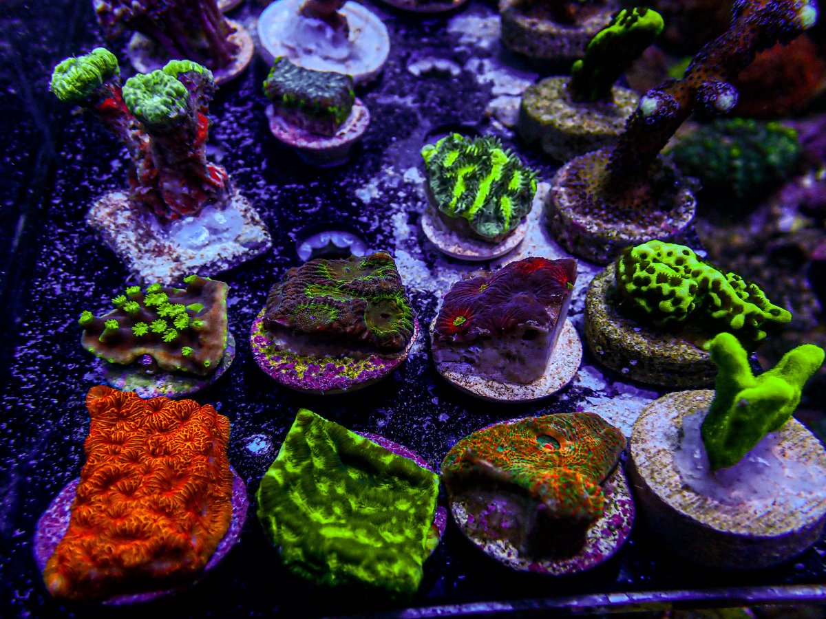 PB234152-237.JPG