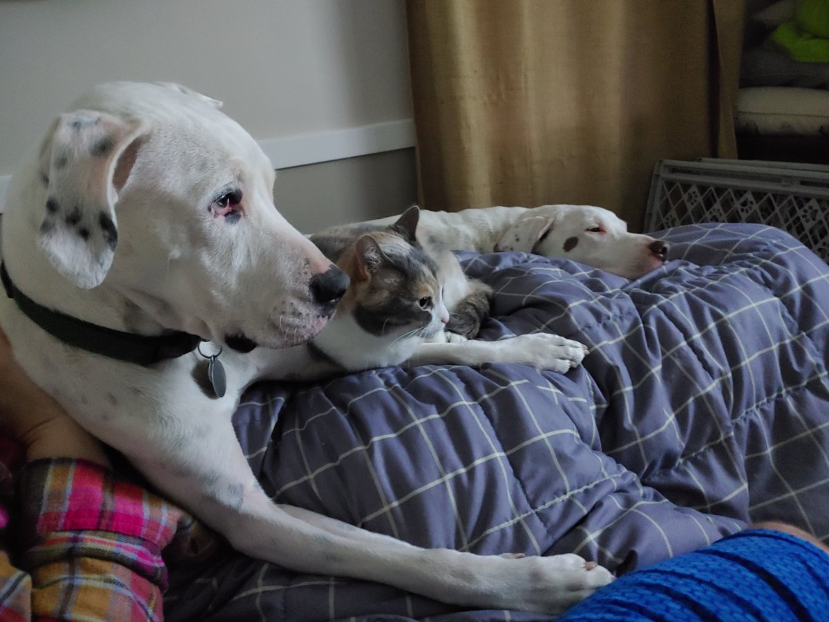 Pet family.jpg