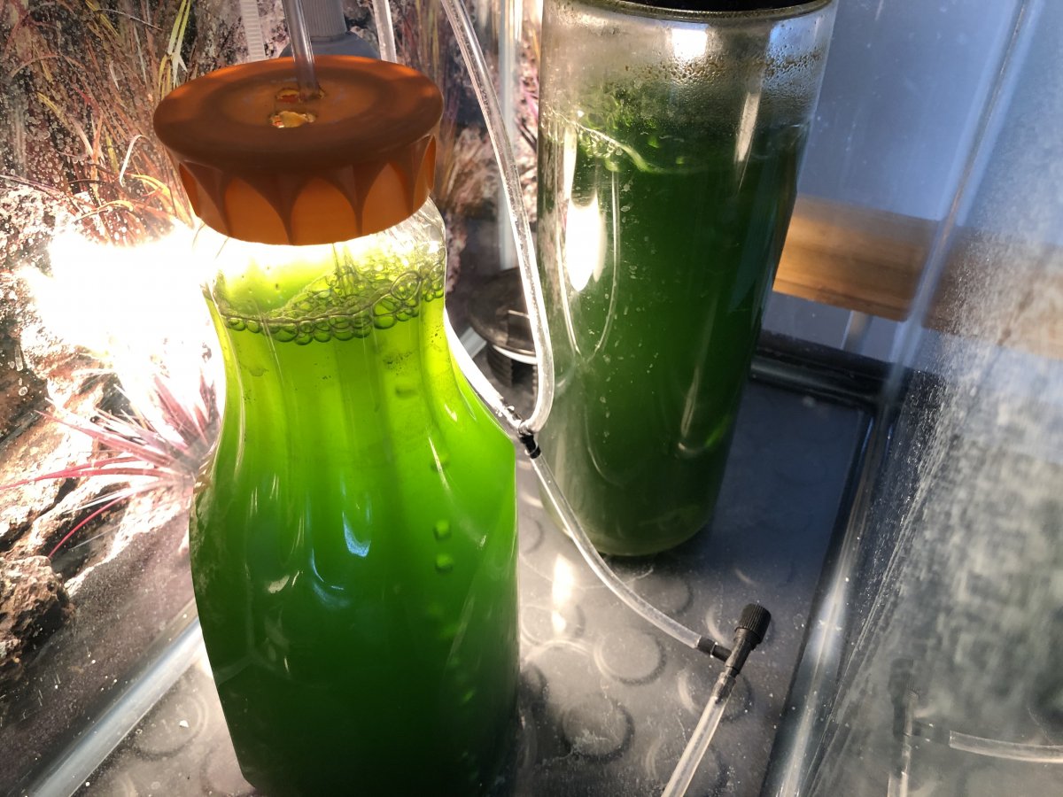 Phyto.jpg