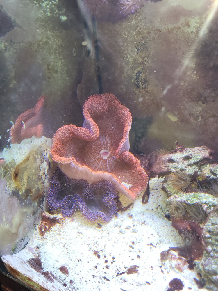 purple-and-red-haddoni.jpg