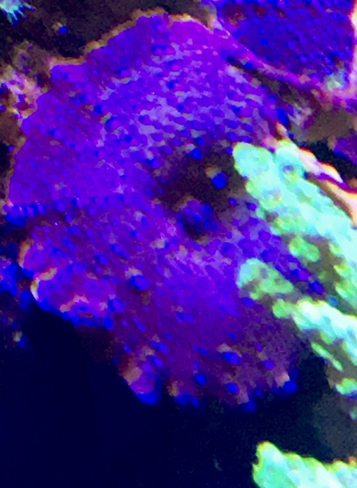 Purple Shroom.jpeg