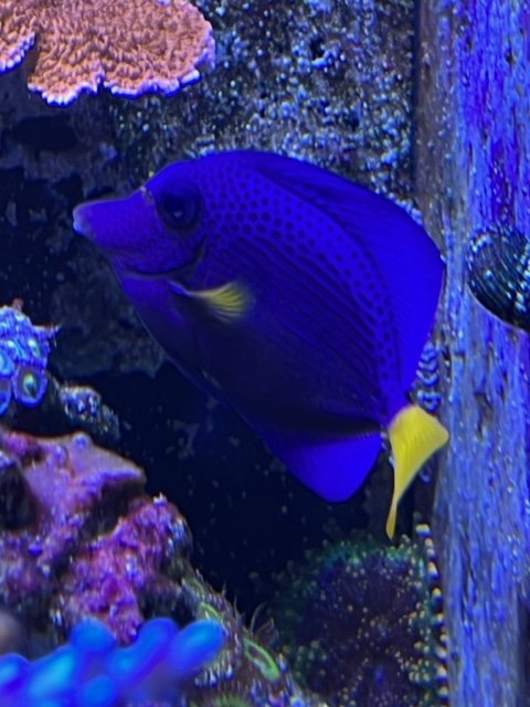 purple tang1.jpg