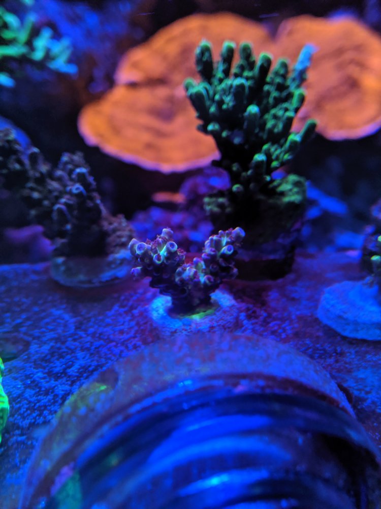 PurpleRain.jpg