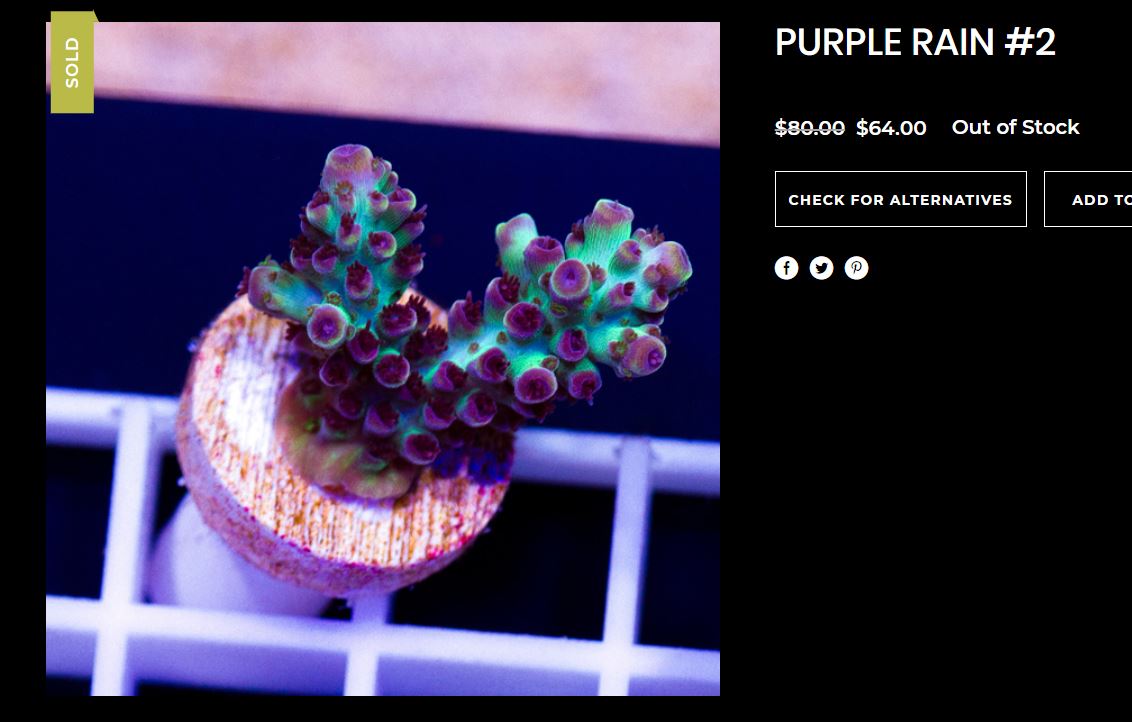 PurpleRainAcro.JPG