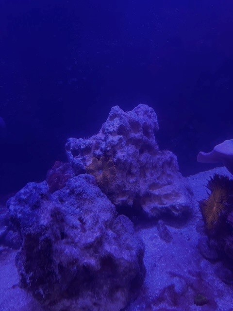 red nem.jpg