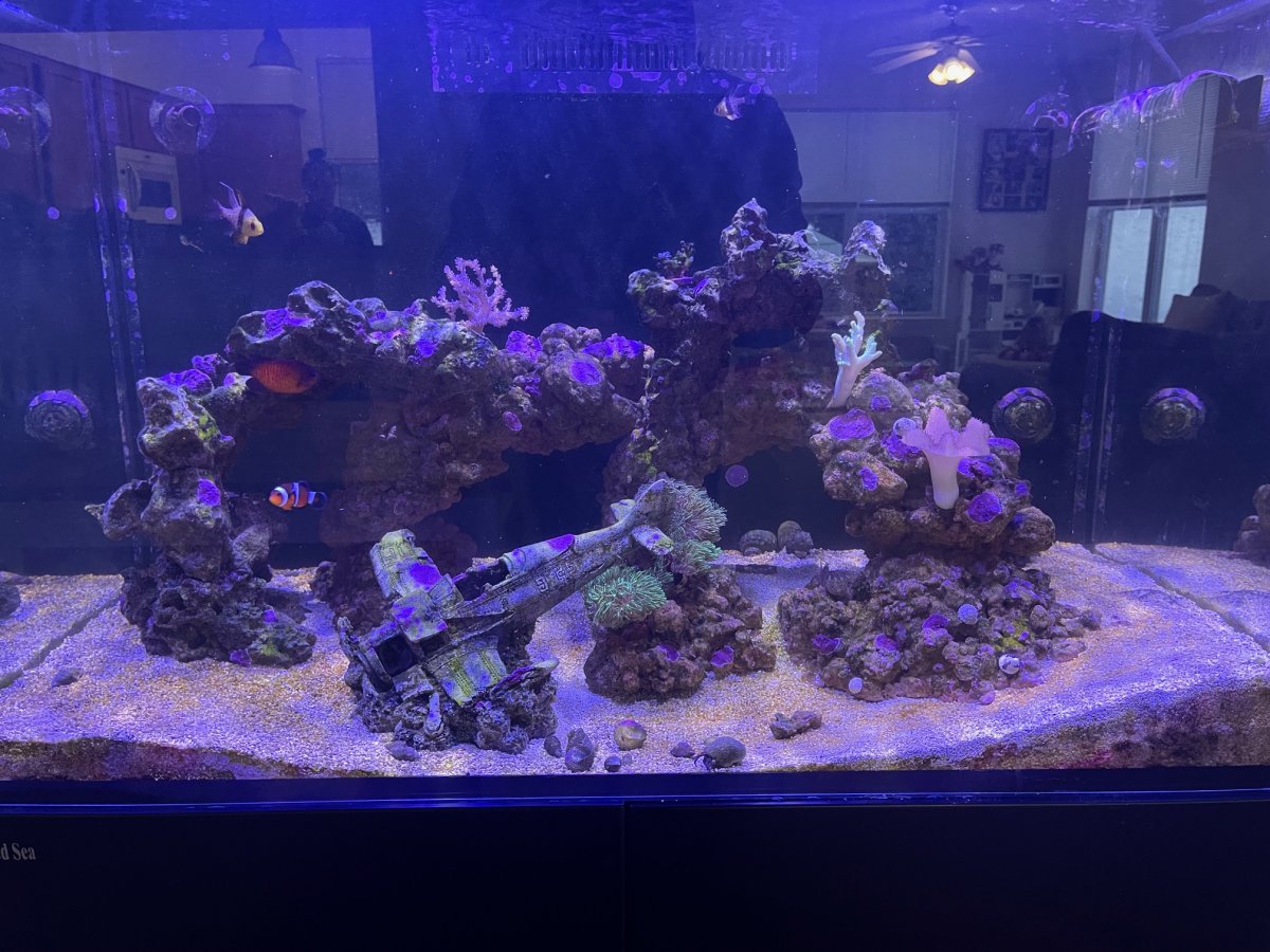 Red Sea Max 2.jpeg