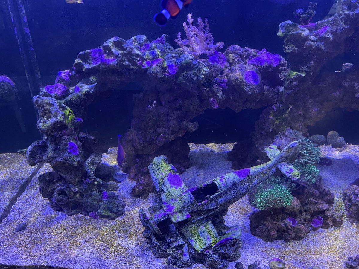 Red Sea Max 3.jpeg