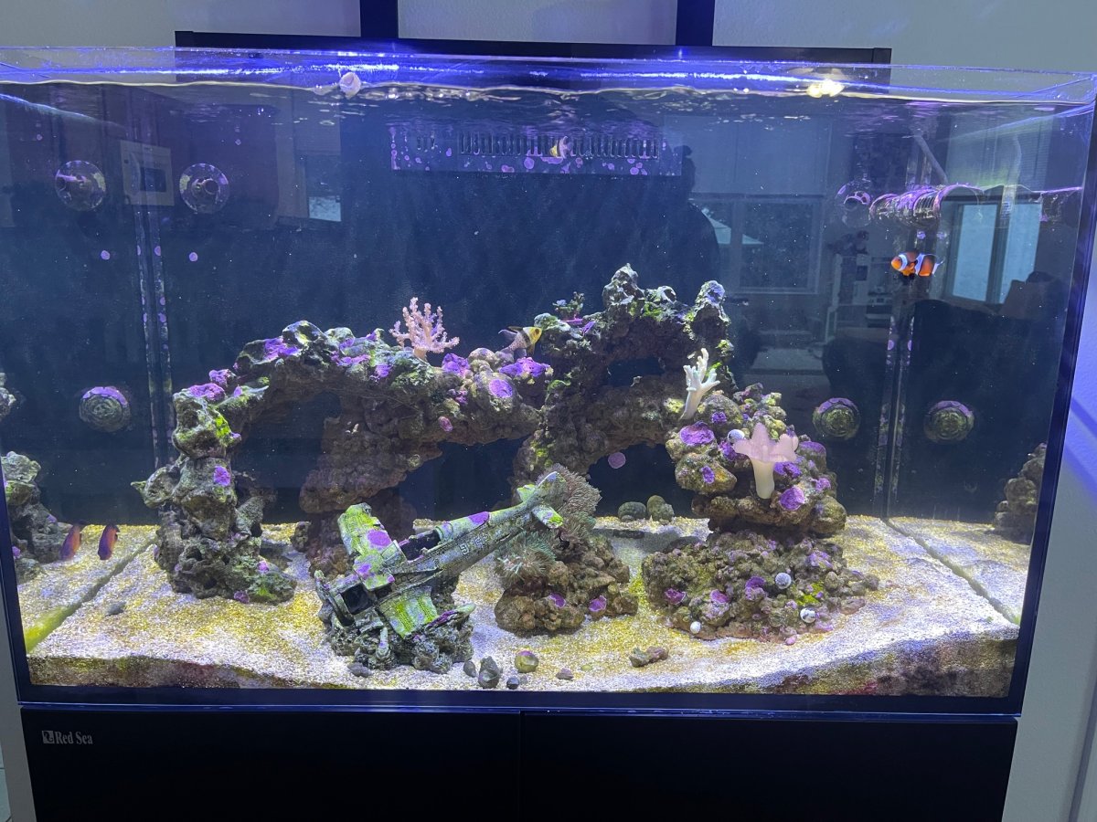 Red Sea Max 6.jpeg
