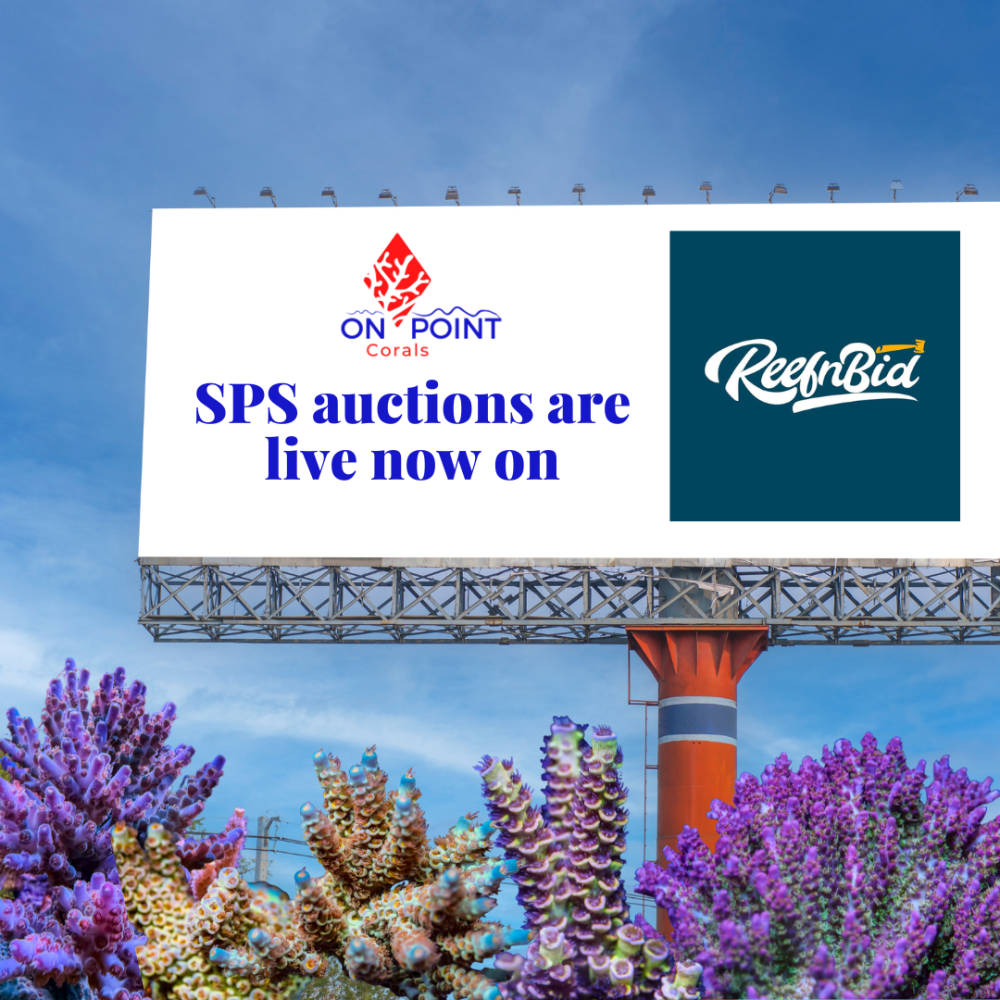 reefnbid.png