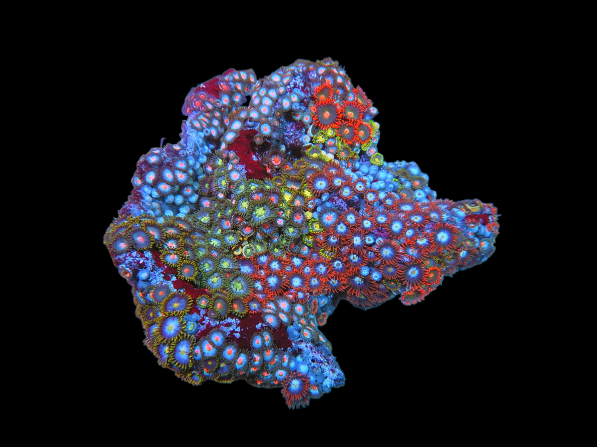 rn-image_picker_lib_temp_41bb5f95-29f0-470f-9924-df72ad1b6f03.png