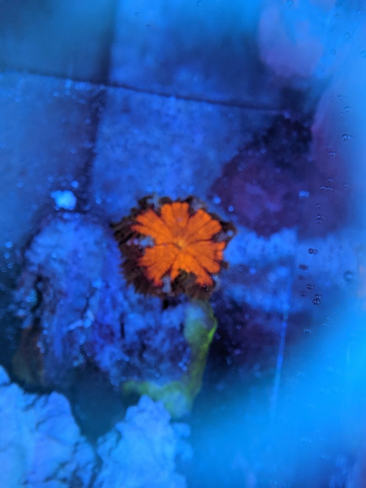 Rock Flower.jpg